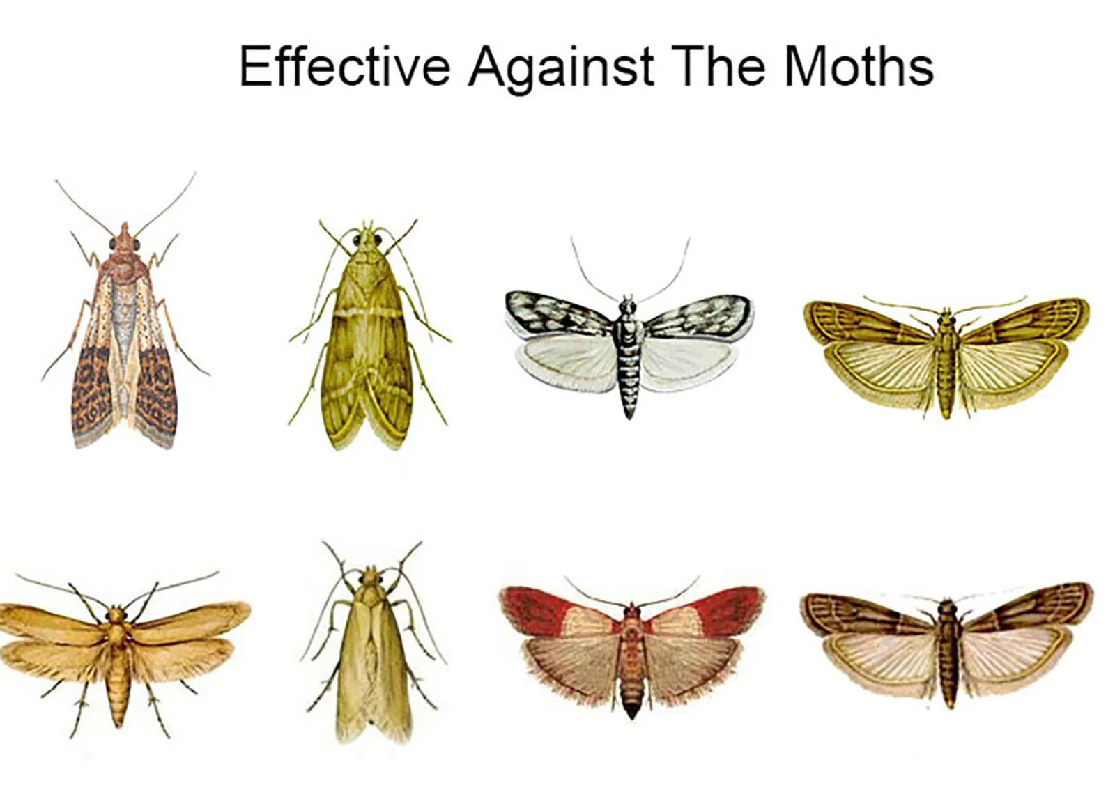 Pack of 6 Adhesive Clothes Moth Traps